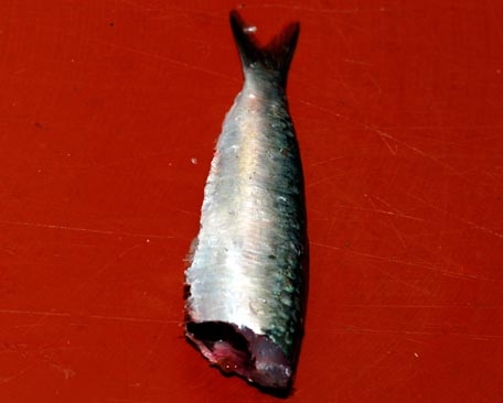 Preparación de sardina limpia
