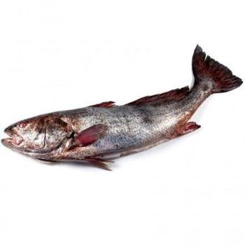 Corvina Pescados, özellikleri veCorvina Pescados, özellikleri ve  